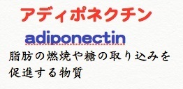 アディポネクチン.jpg